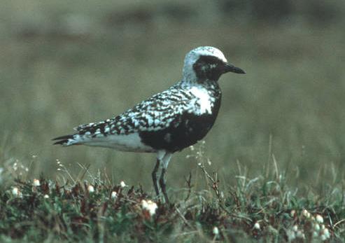 Black-bellied plover in breeding plumage