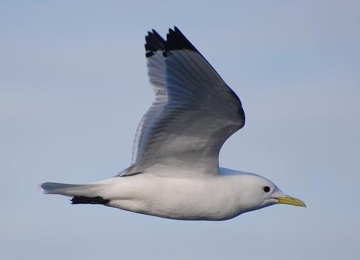 black-legged kittiwake