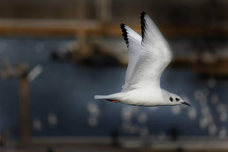 Bonaparte's gull