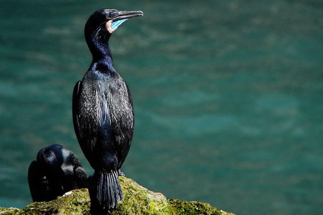 Brandt's Cormorant