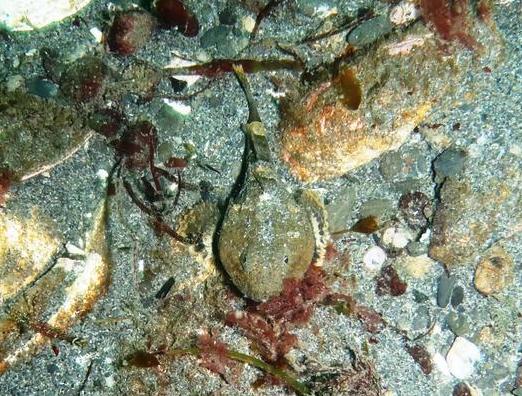 Buffalo Sculpin camouflage