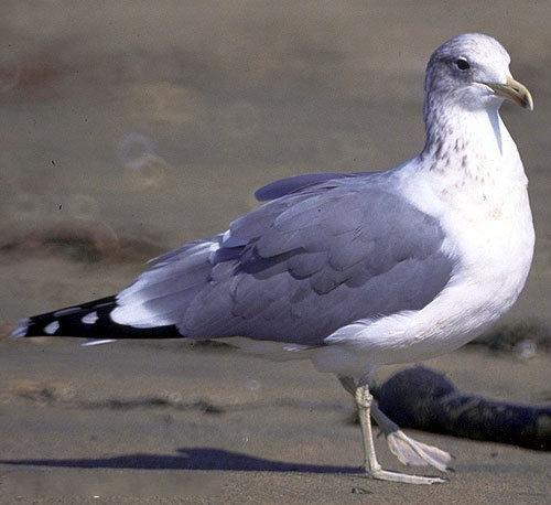 California gull