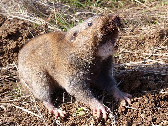 Camas Pocket Gopher