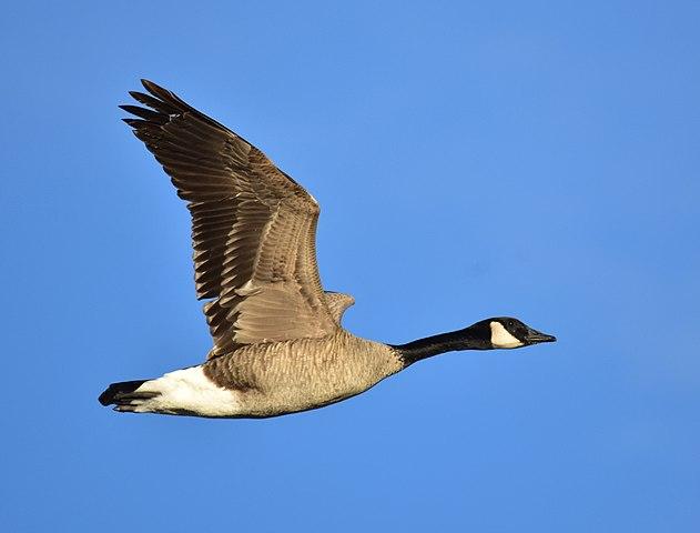 Canada Goose in flight