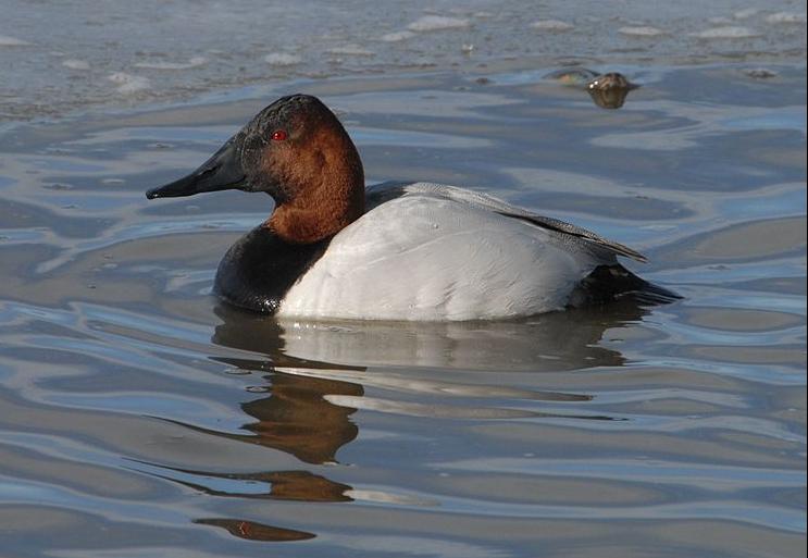 Canvasback drake