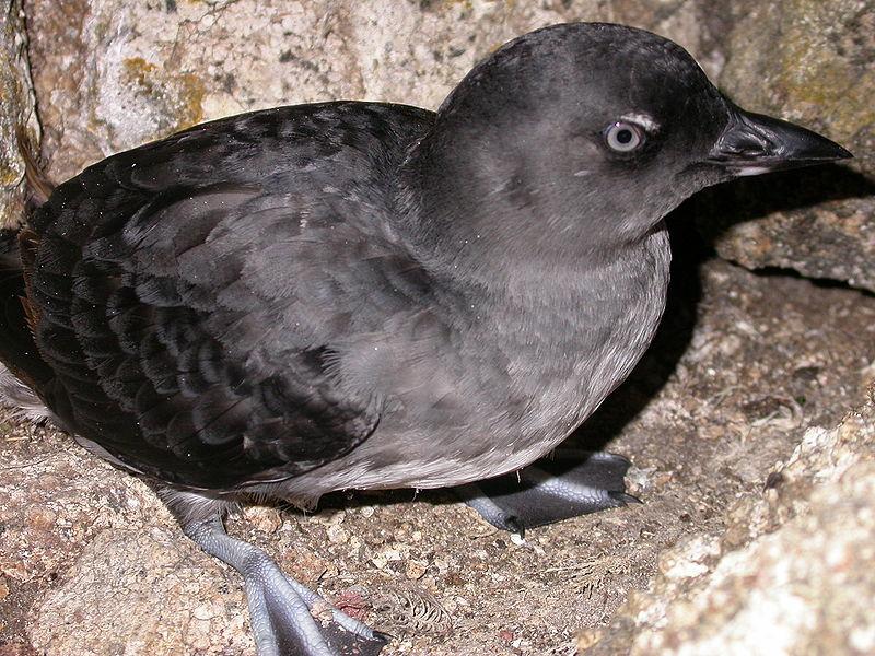 Cassin's Auklet