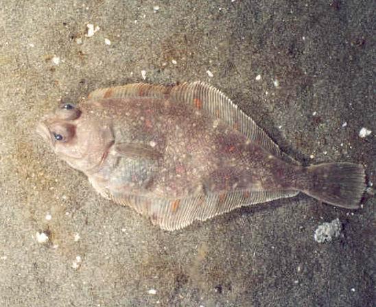 Pacific Sanddab