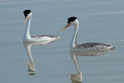 Clarks' Grebes