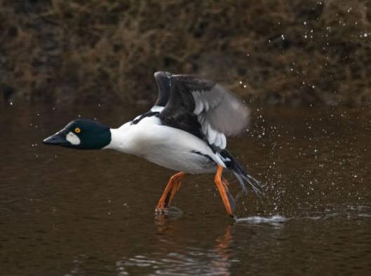 Common Goldeneye