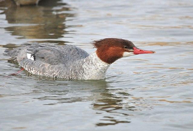 Common Merganser