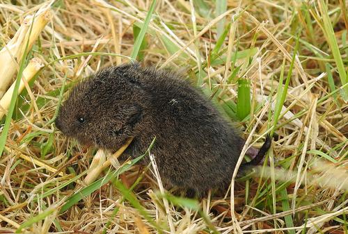 Creeping Vole