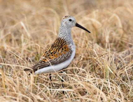 Dunlin