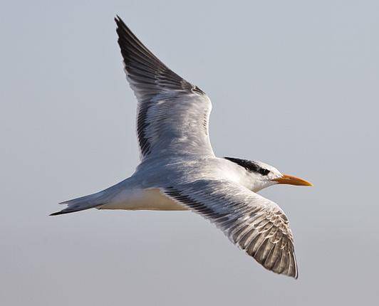 elegant tern in flight