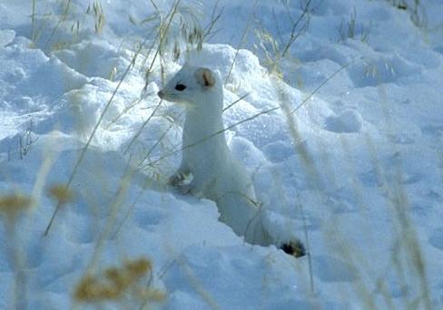 Ermine in the snow