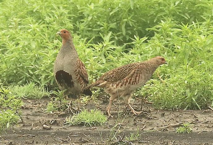 gray partridges