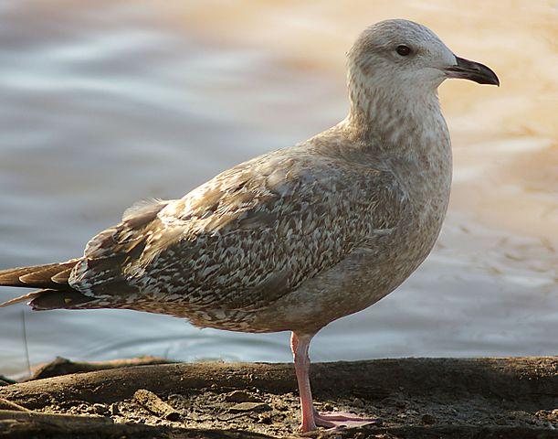 Thayer's Gull