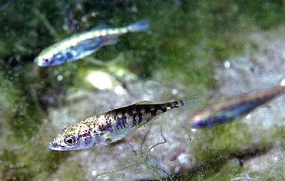 Three Spined Stickleback