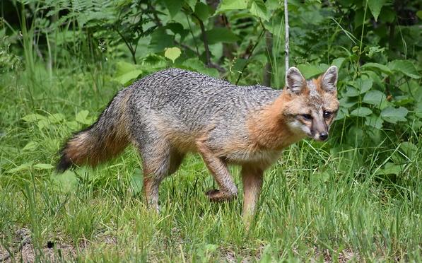 Gray Fox