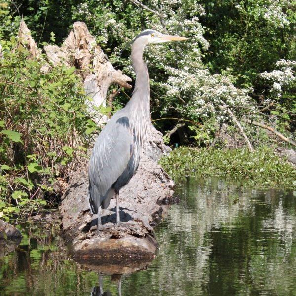 Great Blue Heron