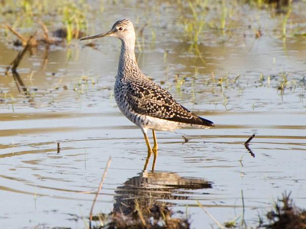 Greater yellowlegs