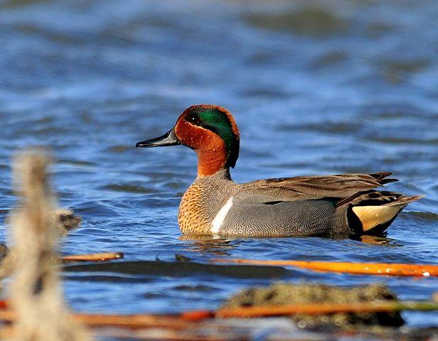 Green-winged teal