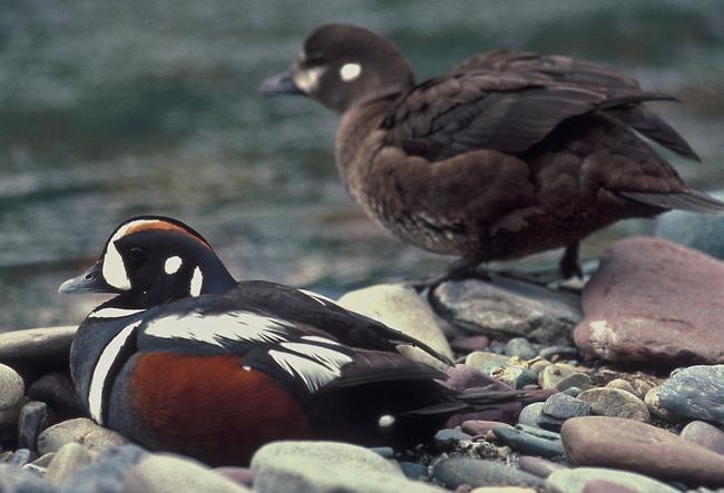 male and female Harlequin Ducks