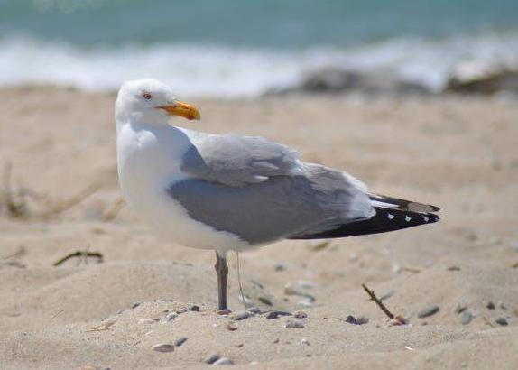 Herring Gull