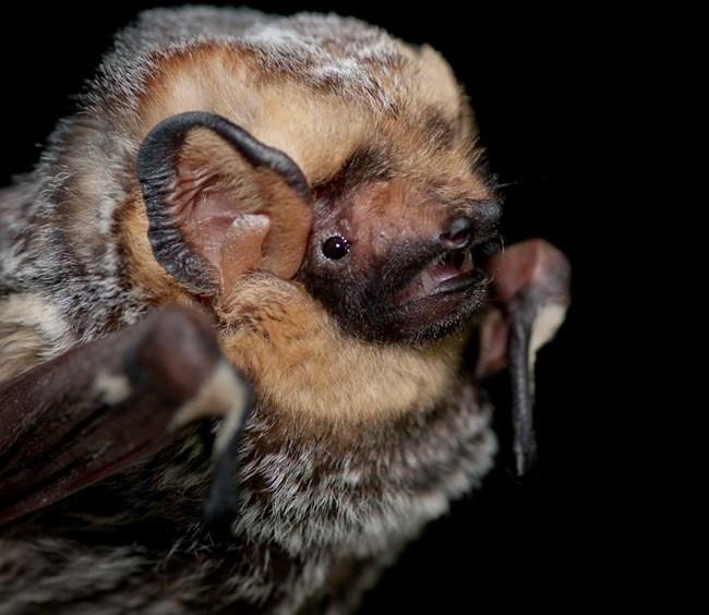 Hoary Bat