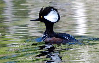 Hooded Merganser