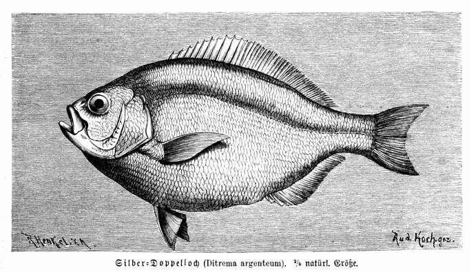 drawing of walleye surfperch