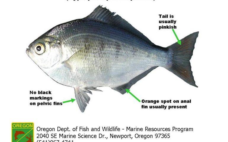 Silver Surfperch diagram