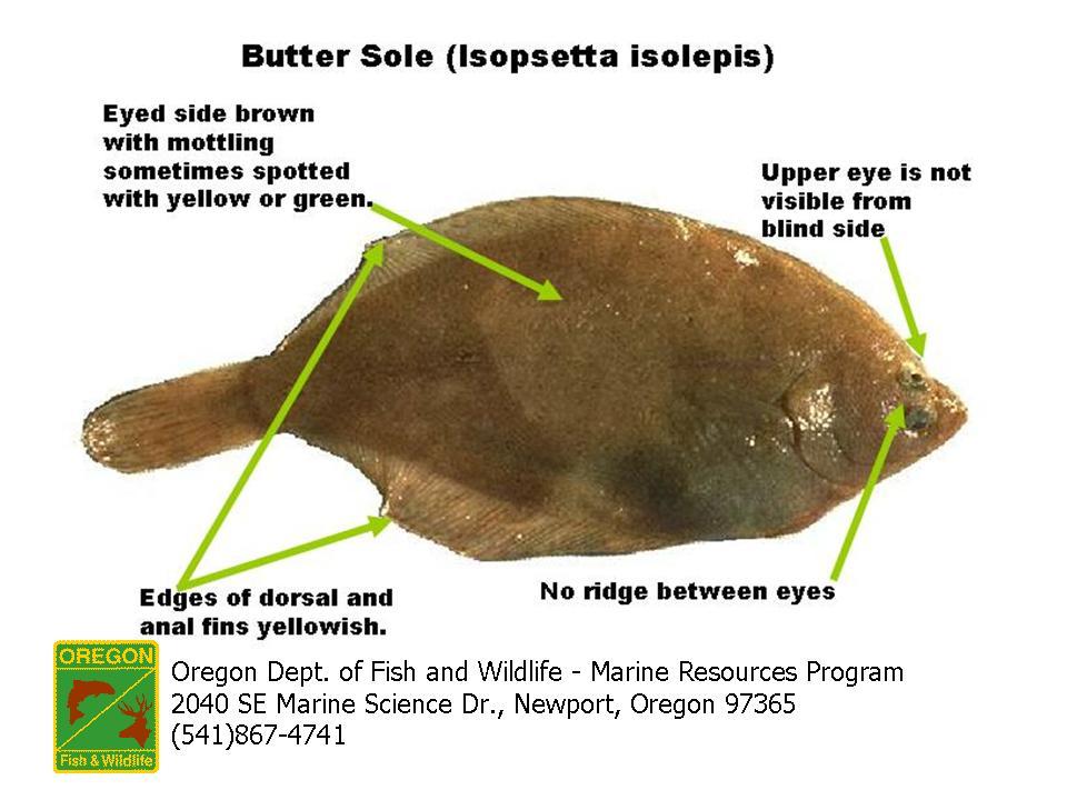 Butter Sole identification