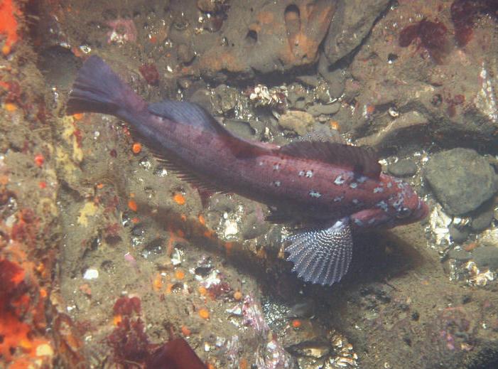 Kelp greenling from above