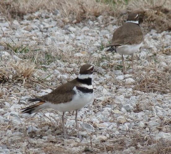 Killdeer