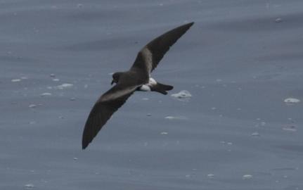 Leach's Storm-petrel