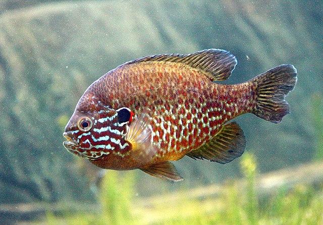 Pumpkinseed sunfish