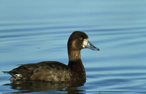 Lesser Scaup