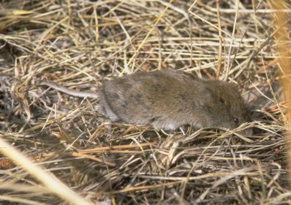 Long-tailed vole