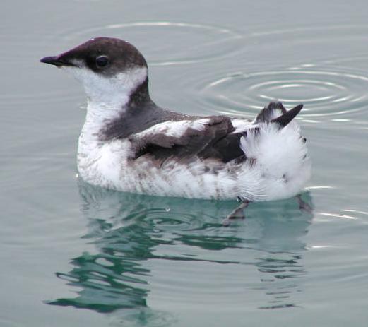 marbled murrelet