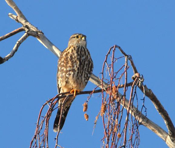 Merlin