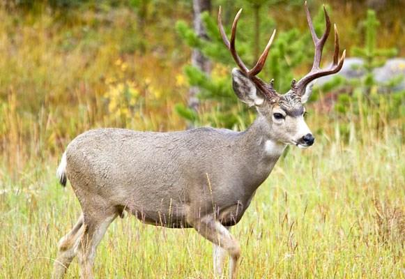 Mule Deer