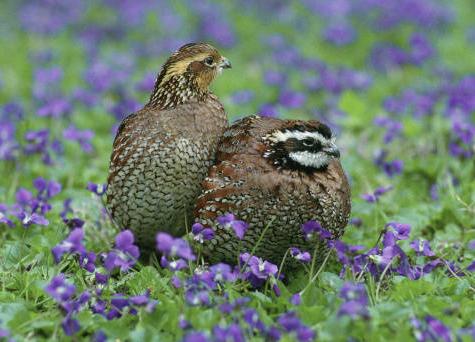 Northern Bobwhite