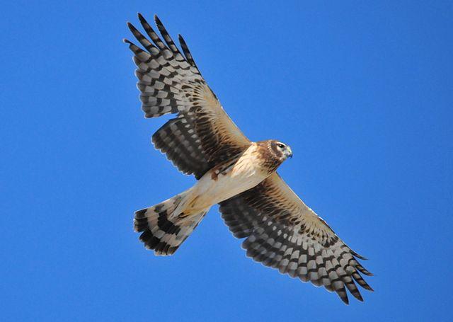 Northern Harrier