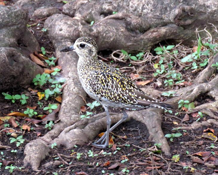 Pacific Golden-Plover