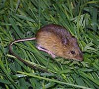 Pacific Jumping Mouse