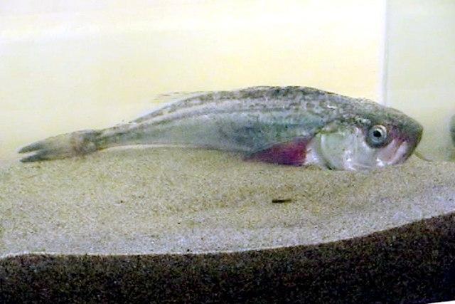Pacific Sandfish