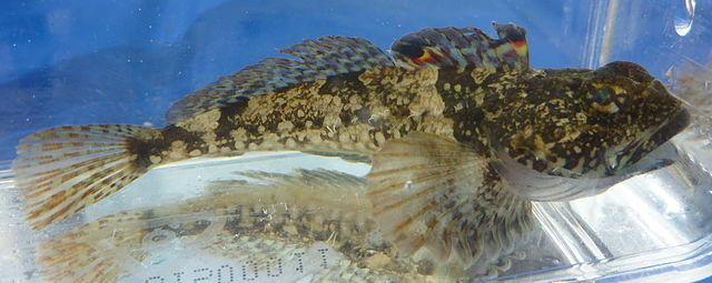 Padded Sculpin