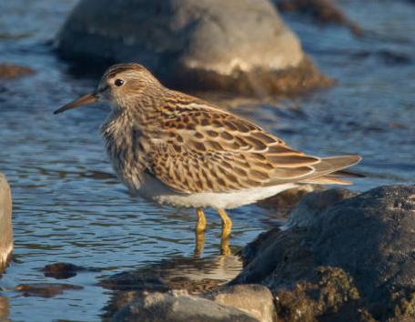 Pectoral Sandpiper