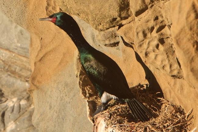 Pelagic Cormorant