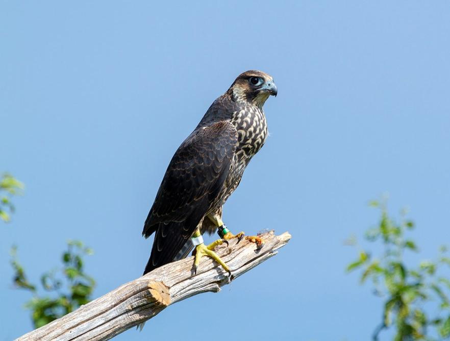 Peregrine Falcon